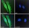 Pleckstrin antibody, NB100-1343, Novus Biologicals, Immunofluorescence image 