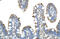 Ribosomal Oxygenase 2 antibody, 29-115, ProSci, Immunohistochemistry paraffin image 