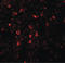 Solute Carrier Family 39 Member 5 antibody, LS-C115936, Lifespan Biosciences, Immunofluorescence image 