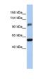Zinc Finger And SCAN Domain Containing 20 antibody, orb324479, Biorbyt, Western Blot image 