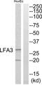 CD58 Molecule antibody, abx014563, Abbexa, Western Blot image 