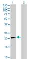 Basic Leucine Zipper ATF-Like Transcription Factor 2 antibody, H00116071-B02P, Novus Biologicals, Western Blot image 