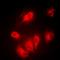 Aurora A antibody, orb224015, Biorbyt, Immunofluorescence image 