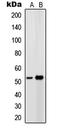Prostaglandin E Receptor 4 antibody, LS-C352739, Lifespan Biosciences, Western Blot image 