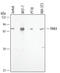 P21 (RAC1) Activated Kinase 4 antibody, AF4178, R&D Systems, Western Blot image 