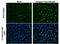 Dengue virus antibody, GTX132069, GeneTex, Immunocytochemistry image 