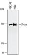 RPTOR Independent Companion Of MTOR Complex 2 antibody, MAB4598, R&D Systems, Western Blot image 