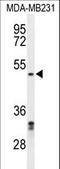 Chromobox 2 antibody, LS-C168363, Lifespan Biosciences, Western Blot image 