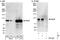 Ubiquitin Protein Ligase E3A antibody, NB500-240, Novus Biologicals, Western Blot image 