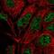 RNA Polymerase II Subunit E antibody, NBP2-57185, Novus Biologicals, Immunofluorescence image 