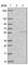 Sorting Nexin 32 antibody, HPA041775, Atlas Antibodies, Western Blot image 