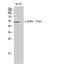 Death Associated Protein Kinase 3 antibody, A03300T265, Boster Biological Technology, Western Blot image 