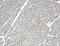 Cardiolipin Synthase 1 antibody, 51055-1-AP, Proteintech Group, Immunohistochemistry frozen image 
