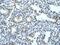 Squalene Epoxidase antibody, PA5-42102, Invitrogen Antibodies, Immunohistochemistry frozen image 
