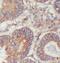 Mitochondrial import inner membrane translocase subunit Tim17-B antibody, FNab08698, FineTest, Immunohistochemistry paraffin image 