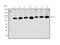 N6-adenosine-methyltransferase 70 kDa subunit antibody, A01758-3, Boster Biological Technology, Western Blot image 