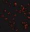 Tripartite Motif Containing 25 antibody, NBP1-76826, Novus Biologicals, Immunocytochemistry image 