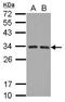 HIV-1 Tat Interactive Protein 2 antibody, LS-B10900, Lifespan Biosciences, Western Blot image 