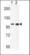 Nuclear Receptor Coactivator 7 antibody, PA5-26543, Invitrogen Antibodies, Western Blot image 