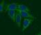 TRAF-interacting protein antibody, FNab08924, FineTest, Immunofluorescence image 