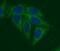 TRAF Interacting Protein antibody, FNab08924, FineTest, Immunofluorescence image 