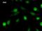 Zinc Finger Protein 384 antibody, LS-C342564, Lifespan Biosciences, Immunofluorescence image 