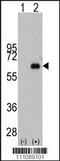 c-Myc antibody, TA302044, Origene, Western Blot image 