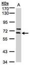 THUMP Domain Containing 3 antibody, PA5-28501, Invitrogen Antibodies, Western Blot image 