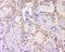 Small Proline Rich Protein 3 antibody, orb1054, Biorbyt, Immunohistochemistry paraffin image 