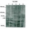 Acyl-CoA Dehydrogenase Very Long Chain antibody, TA334969, Origene, Western Blot image 