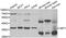 Activator Of Basal Transcription 1 antibody, MBS2523639, MyBioSource, Western Blot image 