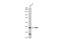 Lark homolog antibody, GTX121565, GeneTex, Western Blot image 