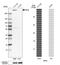 Fibrillin 2 antibody, PA5-52995, Invitrogen Antibodies, Western Blot image 