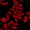 Interleukin 17F antibody, LS-C668910, Lifespan Biosciences, Immunofluorescence image 