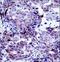 Cortactin antibody, LS-C167150, Lifespan Biosciences, Immunohistochemistry frozen image 