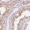Nucleoporin 210 Like antibody, HPA066707, Atlas Antibodies, Immunohistochemistry frozen image 
