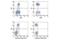 Eomesodermin antibody, 81493S, Cell Signaling Technology, Flow Cytometry image 