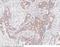 RuvB Like AAA ATPase 1 antibody, 101747-T08, Sino Biological, Immunohistochemistry frozen image 