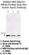 Apolipoprotein C1 antibody, 31A-G1b, Academy Bio-Med, Western Blot image 