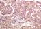Glutamic--Pyruvic Transaminase antibody, orb13245, Biorbyt, Immunohistochemistry paraffin image 