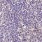 Neurexophilin And PC-Esterase Domain Family Member 2 antibody, NBP2-31001, Novus Biologicals, Immunohistochemistry paraffin image 