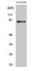 ATP Binding Cassette Subfamily B Member 10 antibody, STJ91410, St John