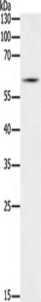 BCL2 Like 13 antibody, TA349230, Origene, Western Blot image 