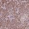 Chloride Intracellular Channel 6 antibody, HPA065285, Atlas Antibodies, Immunohistochemistry paraffin image 