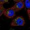 Transportin 3 antibody, NBP1-81585, Novus Biologicals, Immunofluorescence image 