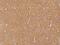 Peptidase Inhibitor 16 antibody, 206529-T08, Sino Biological, Immunohistochemistry paraffin image 
