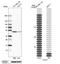 Flotillin 1 antibody, NBP1-87498, Novus Biologicals, Western Blot image 