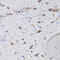 Arginine Vasopressin antibody, 16-893, ProSci, Immunohistochemistry frozen image 