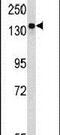 AT-rich interactive domain-containing protein 3B antibody, PA5-11554, Invitrogen Antibodies, Western Blot image 