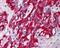 Dynein Light Chain LC8-Type 1 antibody, 45-487, ProSci, Western Blot image 